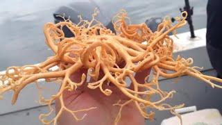 Strangest Looking Deep Sea Animals