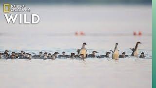 Why This Mama Duck Has Her Ducklings in a Row—All 76 of Them | Nat Geo Wild