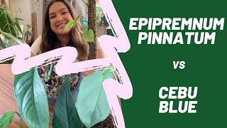 Epipremnum Pinnatum VS Cebu Blue | Side by side comparison