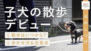 【子犬の散歩】はいつから？デビューに向けた練習方法をドッグトレーナーが解説｜犬のしつけ｜怖がる｜歩かない