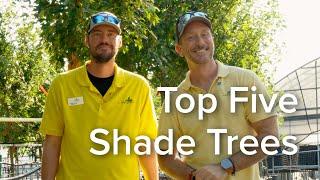 Top Shade Trees for North Texas