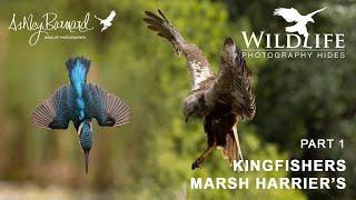 Beautiful Kingfishers and Marsh Harriers