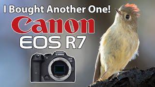 I Bought Another Canon R7! Birds with the RF 100-500 Lens!