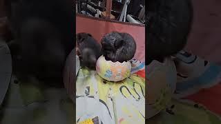 Please follow if you love chinchillas