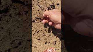 Field walking for arrowheads