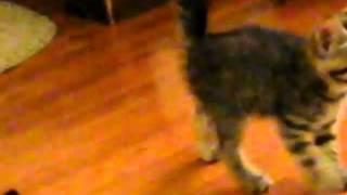 Kittens playing