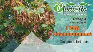 Граб обыкновенный | Carpinus betulus