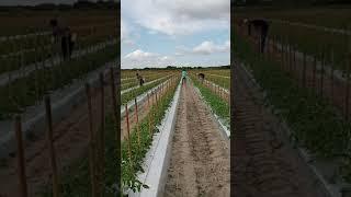 amarre de tomate en florida