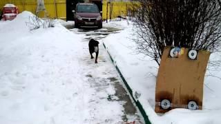 Ротвейлер сходил в магазин. Smart Rottweiler shopping in store