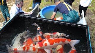 Nogami Koi Breeder Reveals Hidden Gems during Mud Pond Harvest