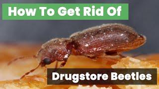 Take Control of Your Space: How to Get Rid of Drugstore Beetles Effectively!