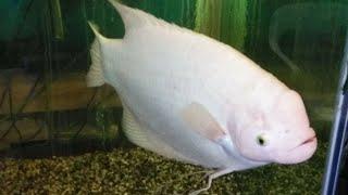 Gain Garami fish stock update | New Milan aquarium stock update