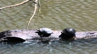 Eastern Painted Turtles on a log