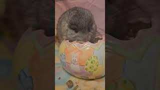 please follow if you love chinchillas