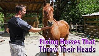 Fixing A Horse That Tosses Their Head Or Throws Their Head