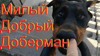 Милый добрый доберман My good doberman