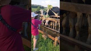 Чем кормить коров? #lifestyle #cow #shorts #country #cute