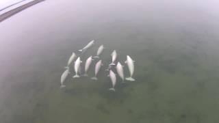 Белухи в Охотском море в путешествии с RussiaDiscovery// White whales in the Sea of Okhotsk