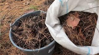 Все преимущества использования хвойного опада и сосновых шишек !