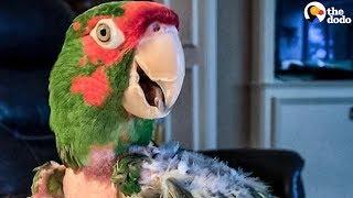 Rescue Parrot Hated EVERYONE Until He Met Her | The Dodo