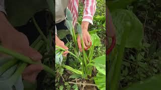 The seeds of Dripping Guanyin are ready to be harvested#green lemon #farming #garden  #shorts