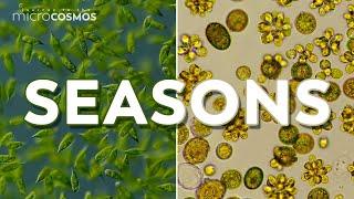 What Do Seasons Look Like to Microbes?