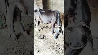 @digitaltvmovies #cow#🫣🫣🫣🫣
