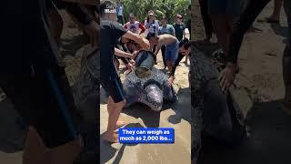 Community helps giant sea turtle crawl to sea