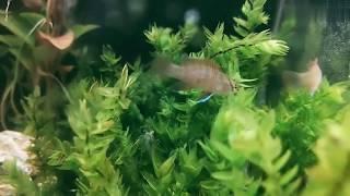 Low-cost Dormitory Fish Tank - from senzeal.com