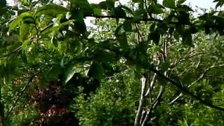 Bealtaine Cottage Permaculture Gardens Walkabout