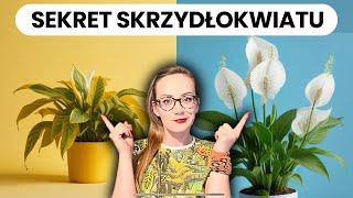 Dlaczego SKRZYDŁOKWIAT Marnieje? Jak Uratować, Zregenerować Skrzydłokwiat