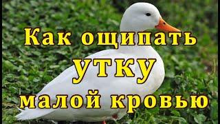 Когда  резать уток чтобы без пеньков? Как  быстро удалить колодку у утки. Взвешивание 55 и 60 дней