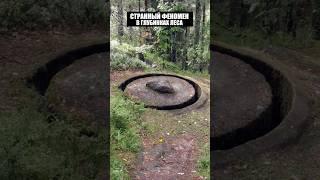 Что от нас прячется в глубинках тайги