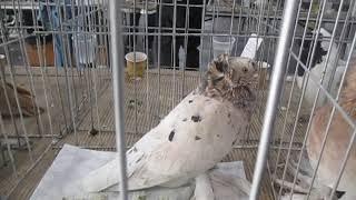 National Russian Tumbler Reading pigeon Association winter Show