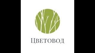 Неизвестные сорта гладиолусов. Unknown varieties of gladioli