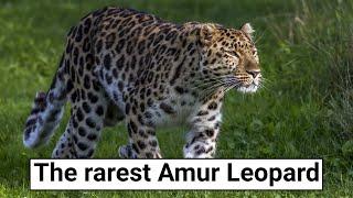 Amur Leopard's Den