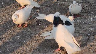 бойные голуби Армянские масть белохвостые шейки( pigeons 