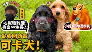 【從零開始養】可卡犬!連德爺都覺得是地獄級難養的狗!養到很崩潰?小姐與流氓的原型?德爺想養新的狗狗了?德爺心中最難養的狗之一?【許伯簡芝】