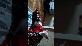 CATS  Саша  Даша  #sphynx #сфинксы