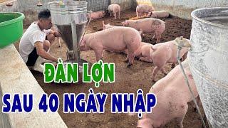 ĐÀN LỢN CỦA HLT SAU GẦN 40 NGÀY NUÔI SẼ NHƯ THẾ NÀO?