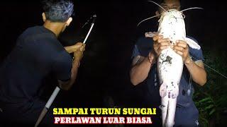 mancing sidat. tarikan kuat dua ikan predator sungai sampai harus turun tebing..