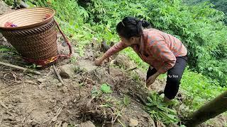 Tu Tien: farm life. harvesting taro, storing and building a bathhouse