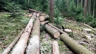 Forstarbeiten Käferbäume mit Stihl 500i und Case Palms Holz rücken