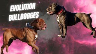 Olde English Bulldogges - Brian Miller from Evolution Bulldogges
