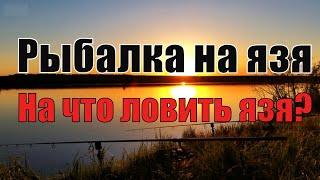 На что ловить язя? Рыбалка на язя.Ловля Язя  на Кораблик (саночки).На Майского Жука.