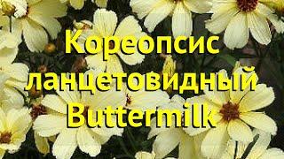 Кореопсис ланцетовидный Баттермилк. Краткий обзор, описание coreopsis lanceolata Buttermilk