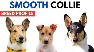 Smooth Collie Breed Profile History - Price - Traits - Smooth Collie Dog Grooming Needs - Lifespan