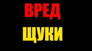 Польза и вред щуки