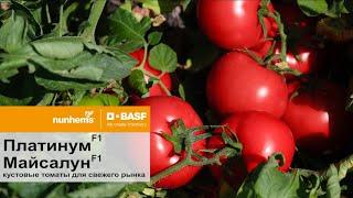 Платинум F1, Майсалун F1 Nunhems, BASF Vegetable Seeds