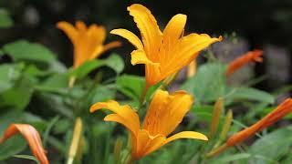 Лилейник (Hemerocallis)